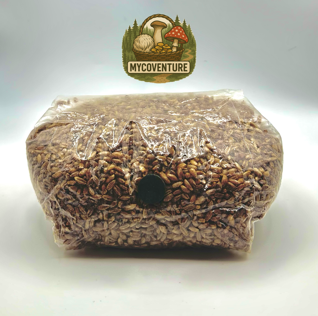 Sterile Rye Grain 500g/1kg (Bundle+Multi-Buy Available)