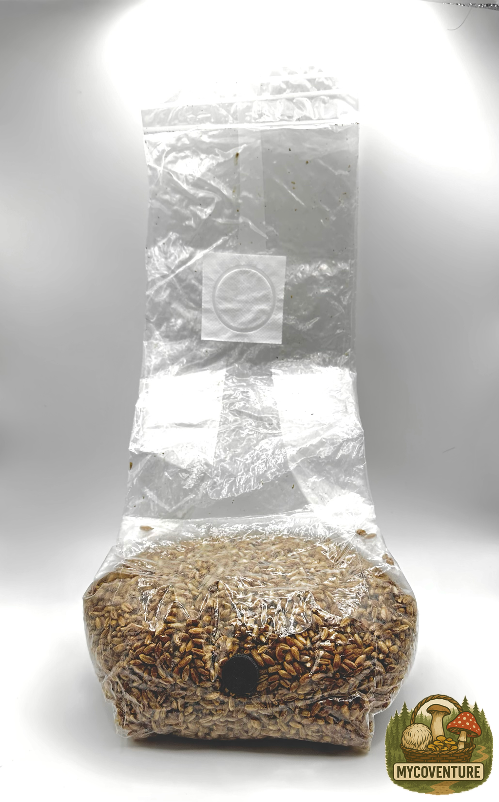 Sterile Rye Grain 500g/1kg (Bundle+Multi-Buy Available)